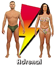 The Adrenal body type diet