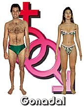 The Gonadal body type diet