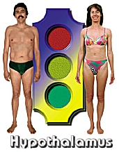 The Hypothalamus body type diet