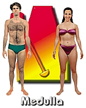 The Medulla body type diet
