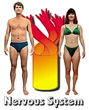 The Nervous System body type diet