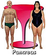 The Pancreas body type diet