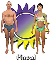 The Pineal body type diet
