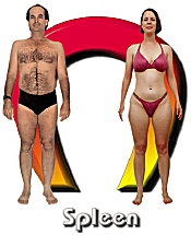 The Spleen body type diet
