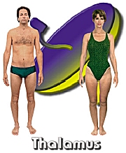 The Thalamus body type diet