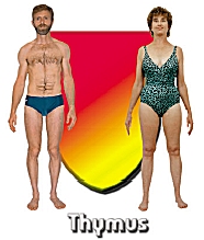 The Thymus body type diet