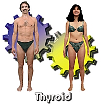 The Thyroid body type diet